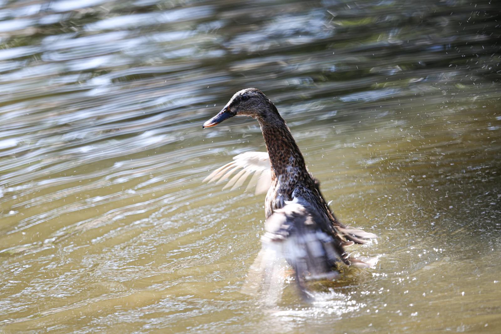 水面で翼を広げて激しく羽ばたき波を立てる水鳥