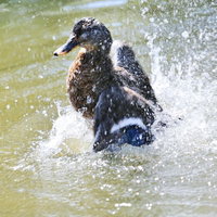 水面で激しく羽ばたき水飛沫を立てる野鳥の興奮した姿の写真