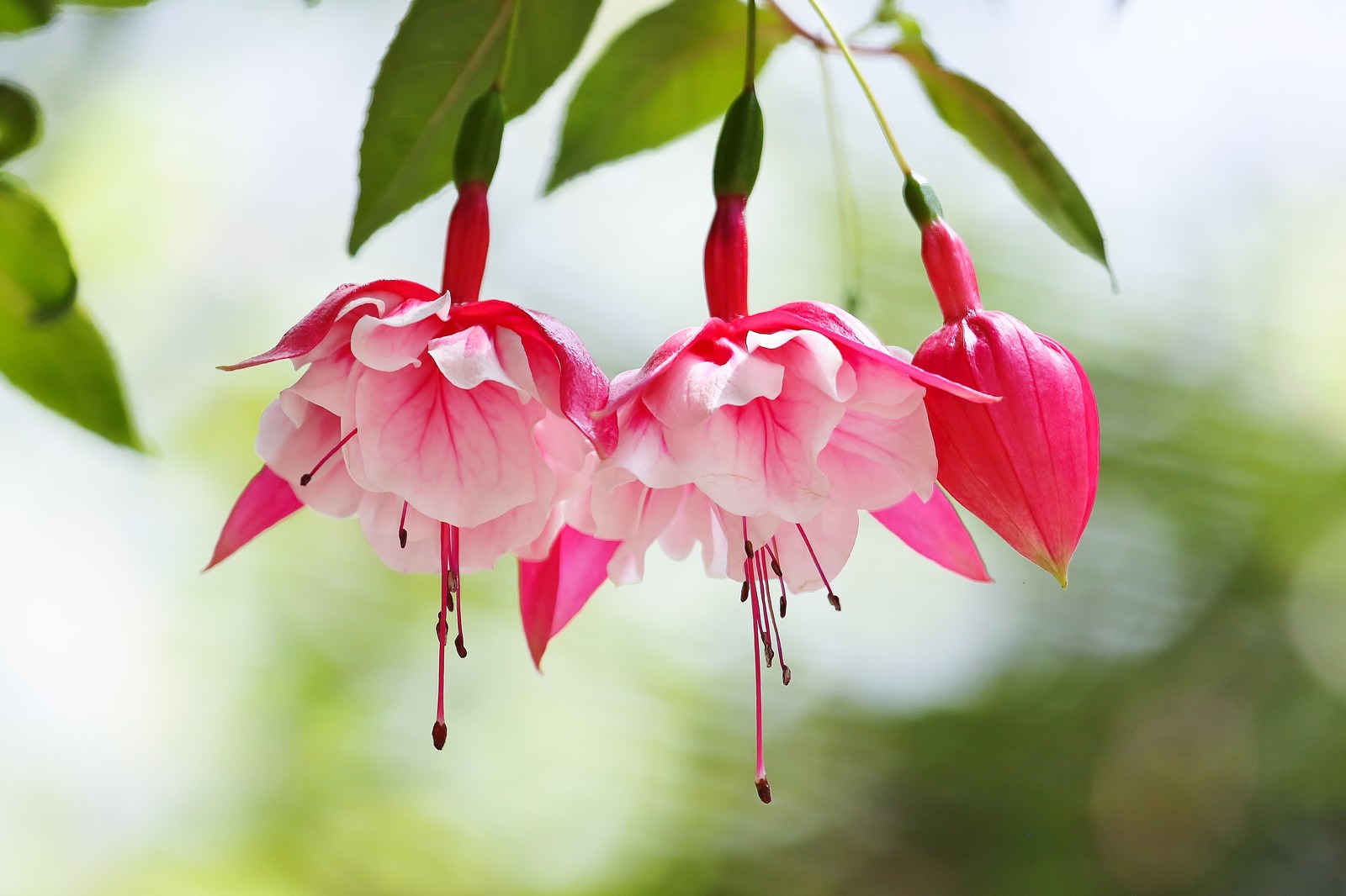 ピンクと白の花びらを持つフクシアの花が垂れ下がって咲いている様子