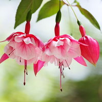 ピンクと白の花びらが垂れ下がる開花を始めたフクシアの写真