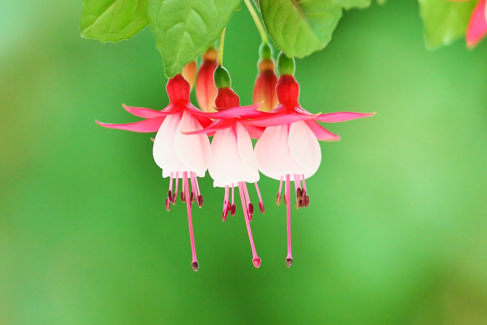緑の葉を背景に下向きに咲くピンクと白のフクシアの花