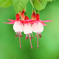 ピンクと白の花びらが下向きに咲くフクシアの花の写真