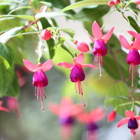 濃いピンクと薄紫の花びらをつけるフクシアの開花の写真