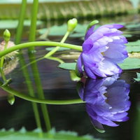 水面に頭を出した紫色のスイレンと緑の葉が映る水鏡の写真