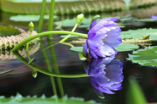 水面に頭を出した紫色のスイレンと緑の葉が映る水鏡