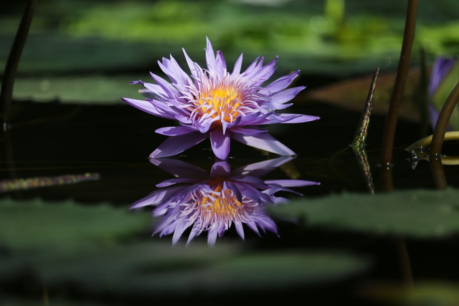 静かな水面に浮かぶ紫色の睡蓮の花とその水鏡のリフレクション
