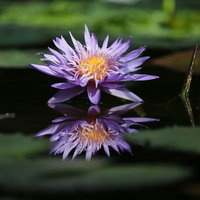 水面に浮かぶ紫色の睡蓮の葉と花のリフレクションの写真