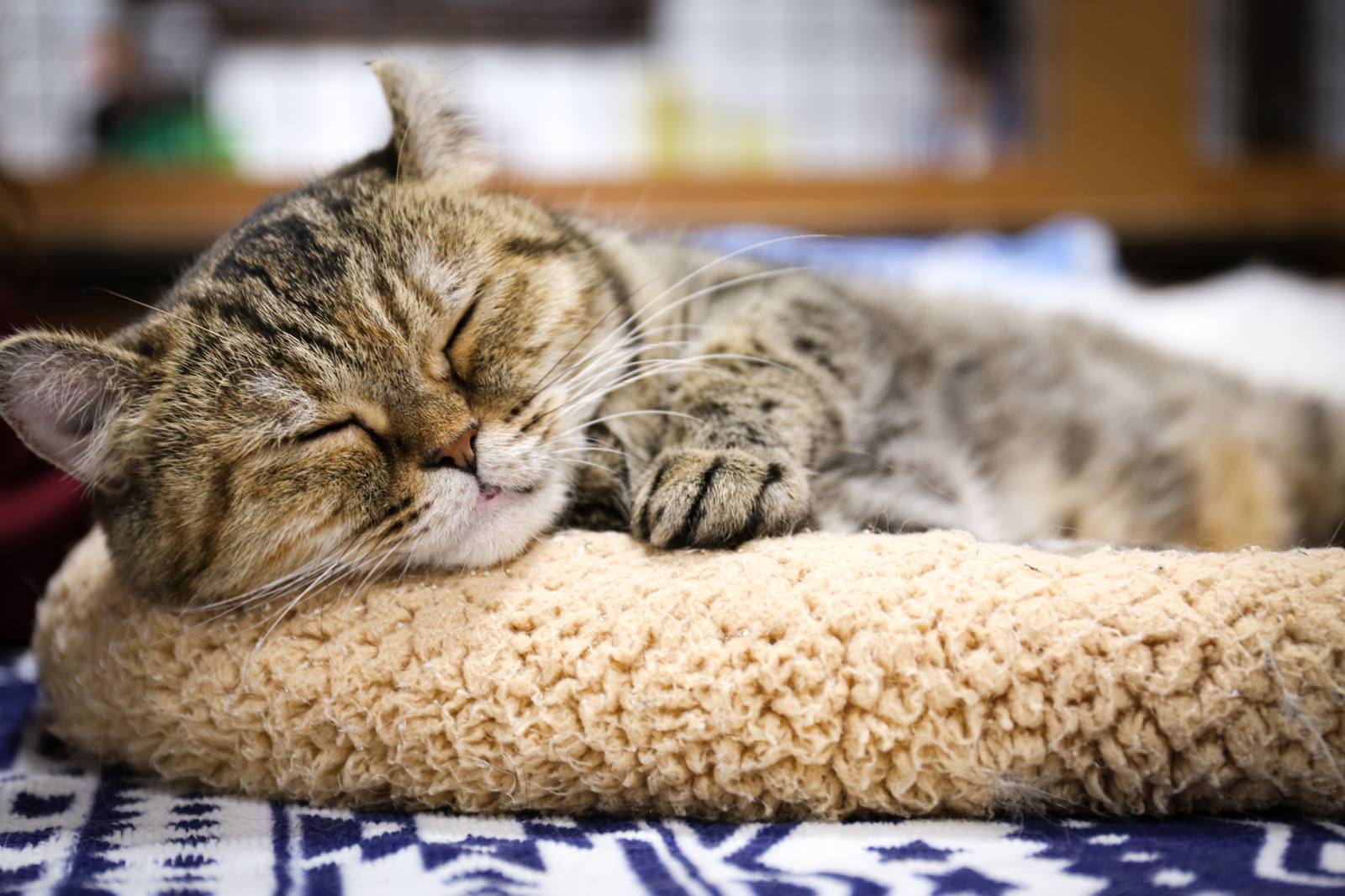 ベージュのクッションの上で眠る茶トラの子猫