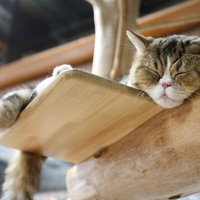 キャットタワーの上で爆睡する茶白猫の写真