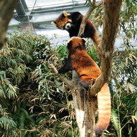 木登りする二匹のレッサーパンダの動物園での撮影風景の写真