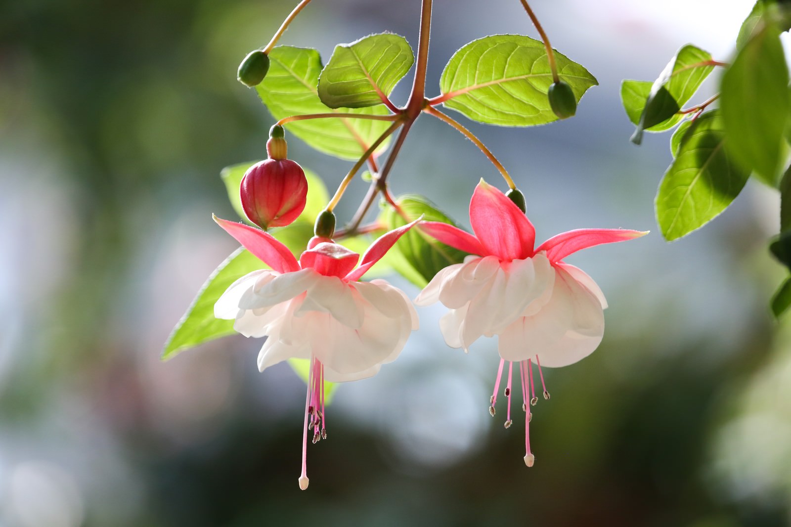 濃いピンク色の花弁と淡いピンク色のがく片をもつフクシアの花