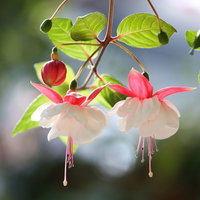 提灯のように開花したフクシアの花木、濃いピンク色の花弁の写真