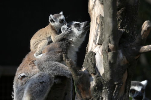 岩場で子供をおんぶするワオキツネザルの親子