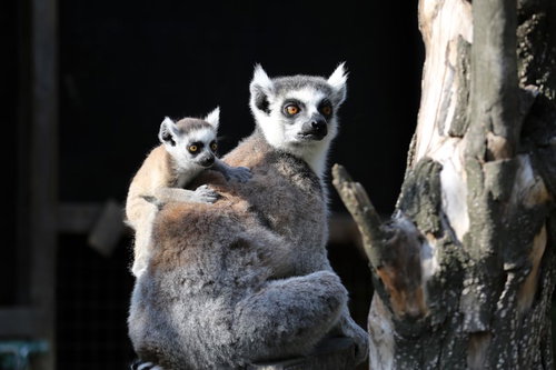 子供をおんぶして親密なワオキツネザルの親子