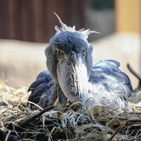 巣の中で腰を下ろすハシビロコウの写真