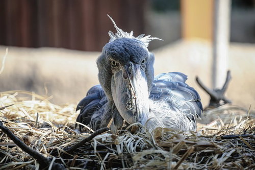 巣の中で腰を下ろすハシビロコウ