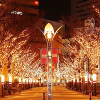 イルミネーションの並木道（冬の夜）の写真