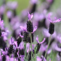一面に群生する紫色のラベンダーの開花風景の写真