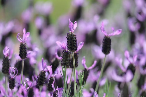 一面に群生する紫色のラベンダーの開花風景