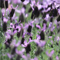 珍しい形をした紫色の群生草花が咲く庭園の花壇の写真