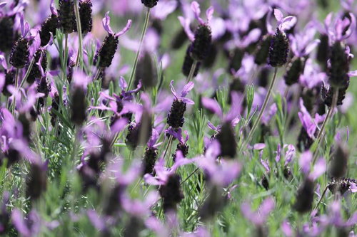 珍しい形をした紫色の群生草花が咲く庭園の花壇