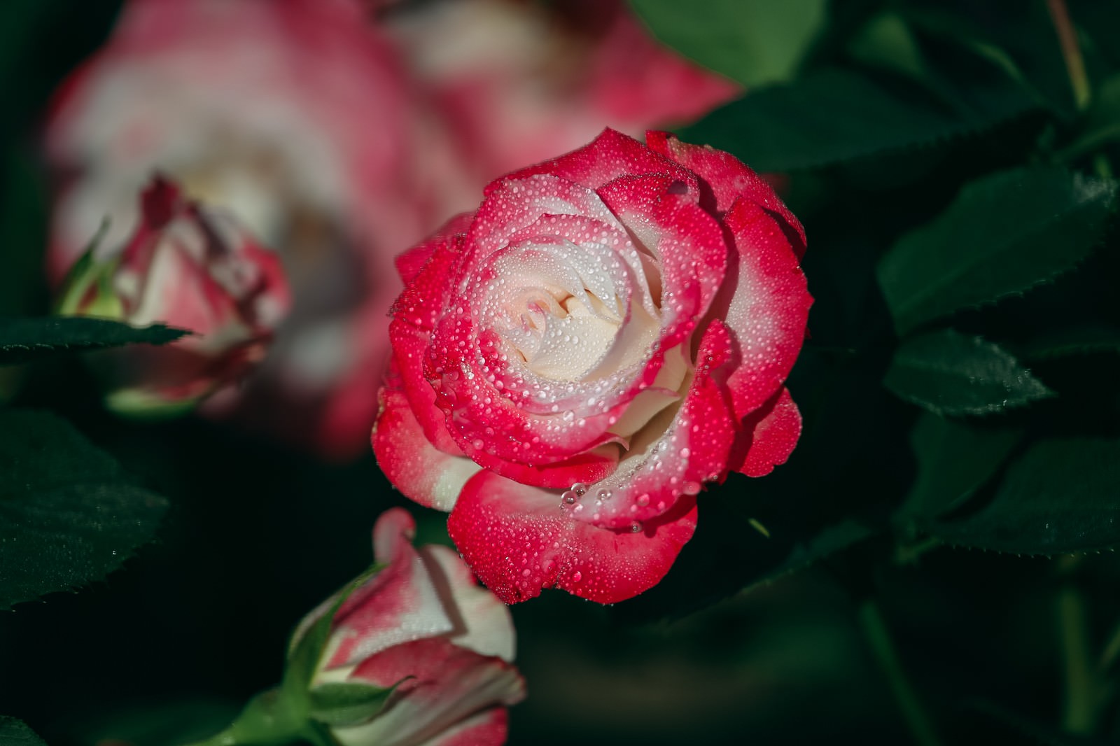 赤とピンクの薔薇の花びらに透明な朝露の水滴が付いている