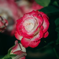 赤とピンクの薔薇の花びらに残った朝露と水滴の写真