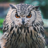 こちらから目を離さないフクロウの凝視と黄色い瞳の写真