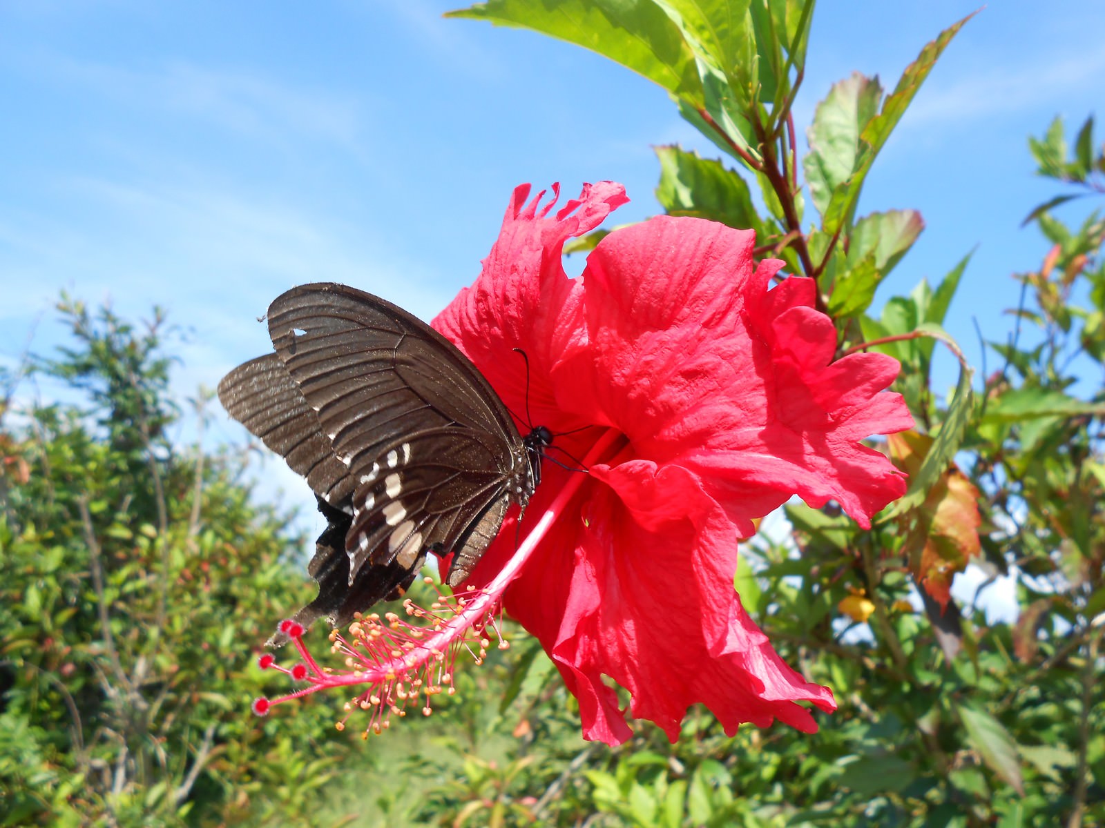 赤いハイビスカスの花にアゲハチョウが止まっている南国の風景