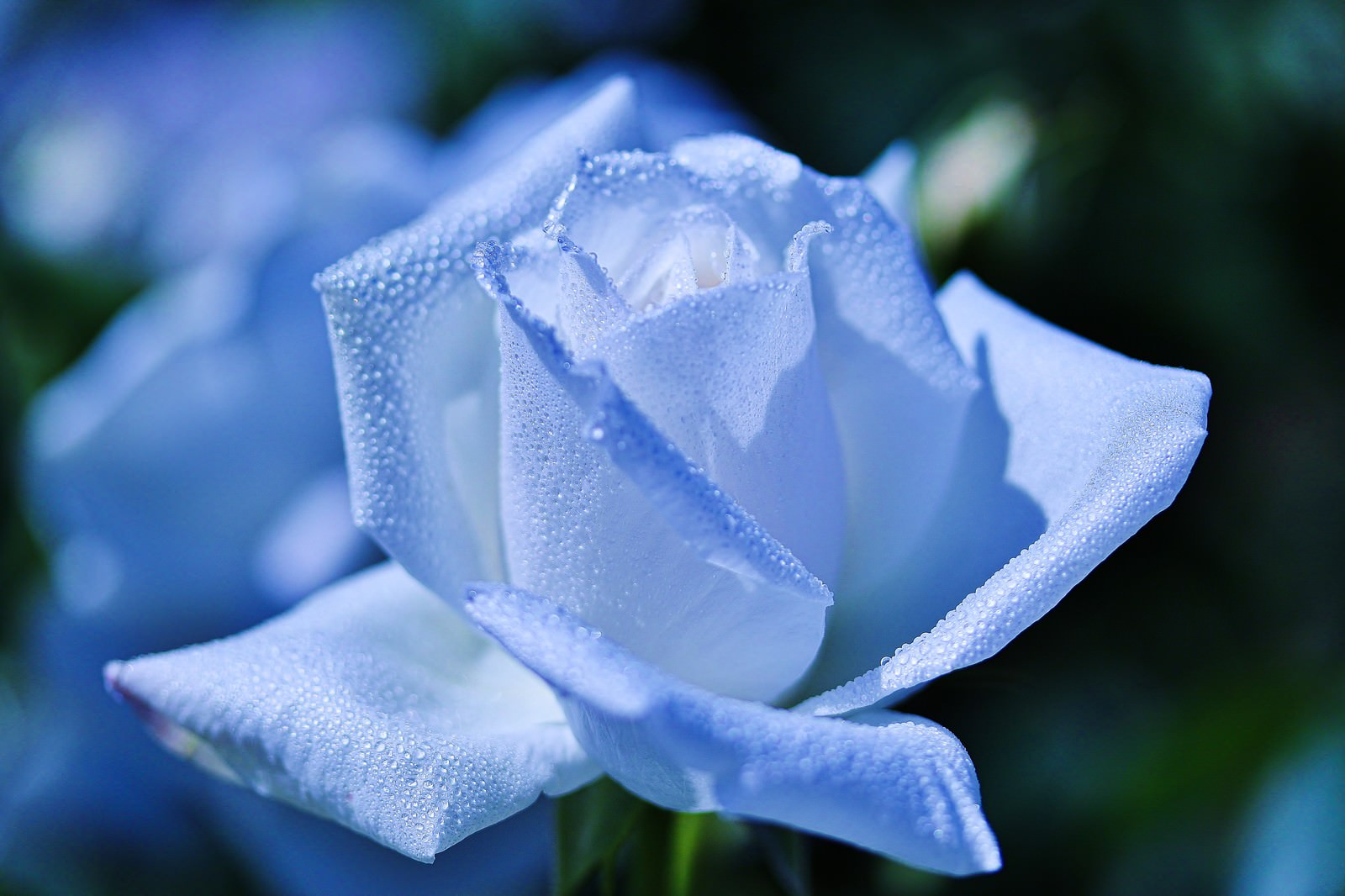 朝露の水滴が付いた淡い青紫がかった白い薔薇の花
