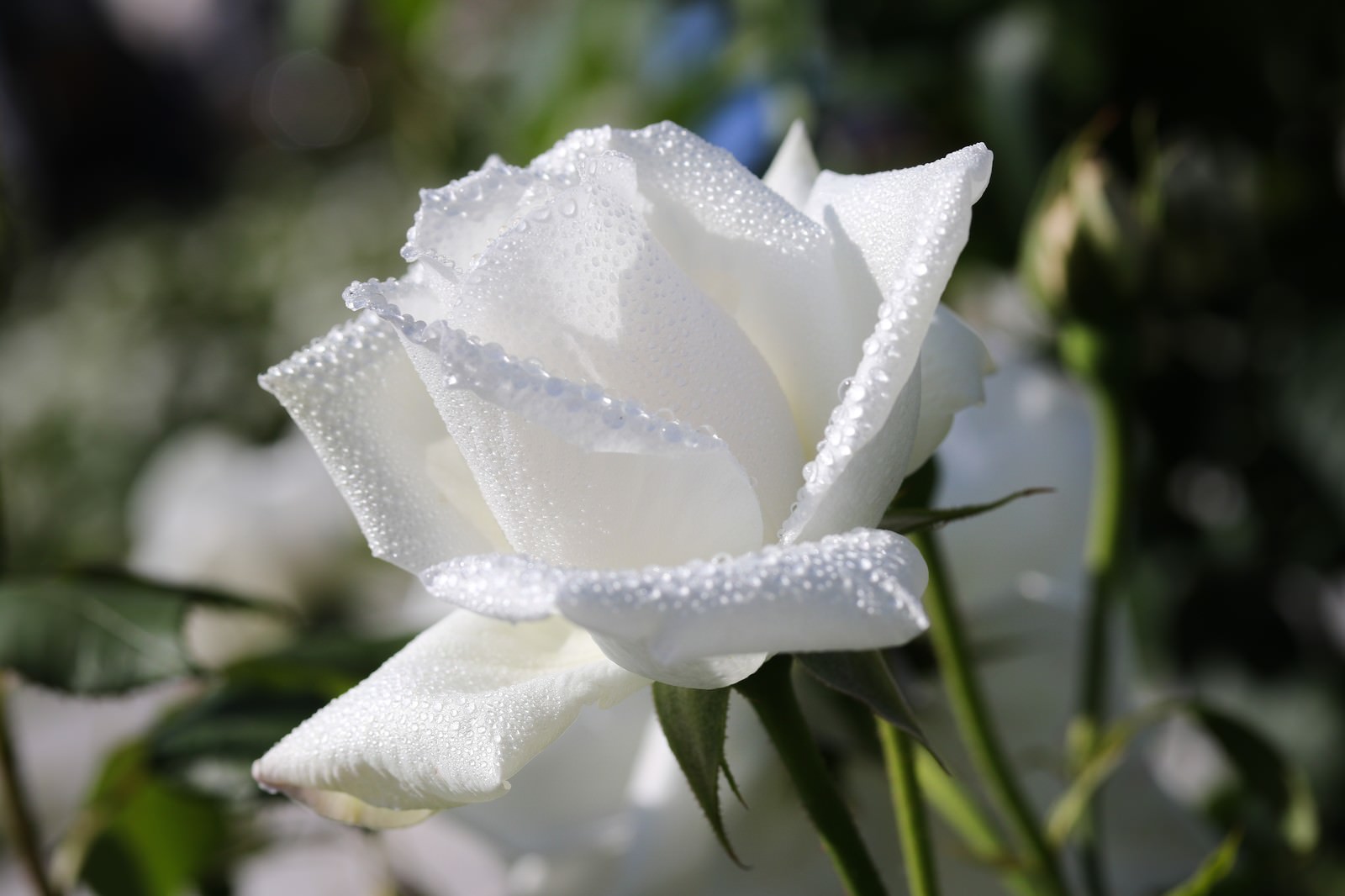 朝露の水滴が付いた白い薔薇の花びら