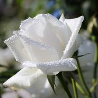 朝露に濡れた白薔薇の花びらの写真