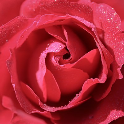 朝露が輝く赤い薔薇の花びらの写真