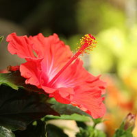 南国に咲いた赤いハイビスカスの花とその雄しべの写真