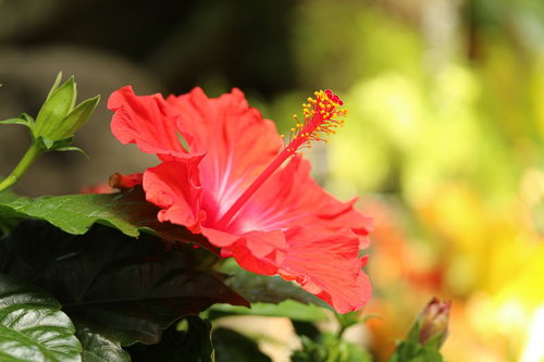 南国に咲いた赤いハイビスカスの花とその雄しべ
