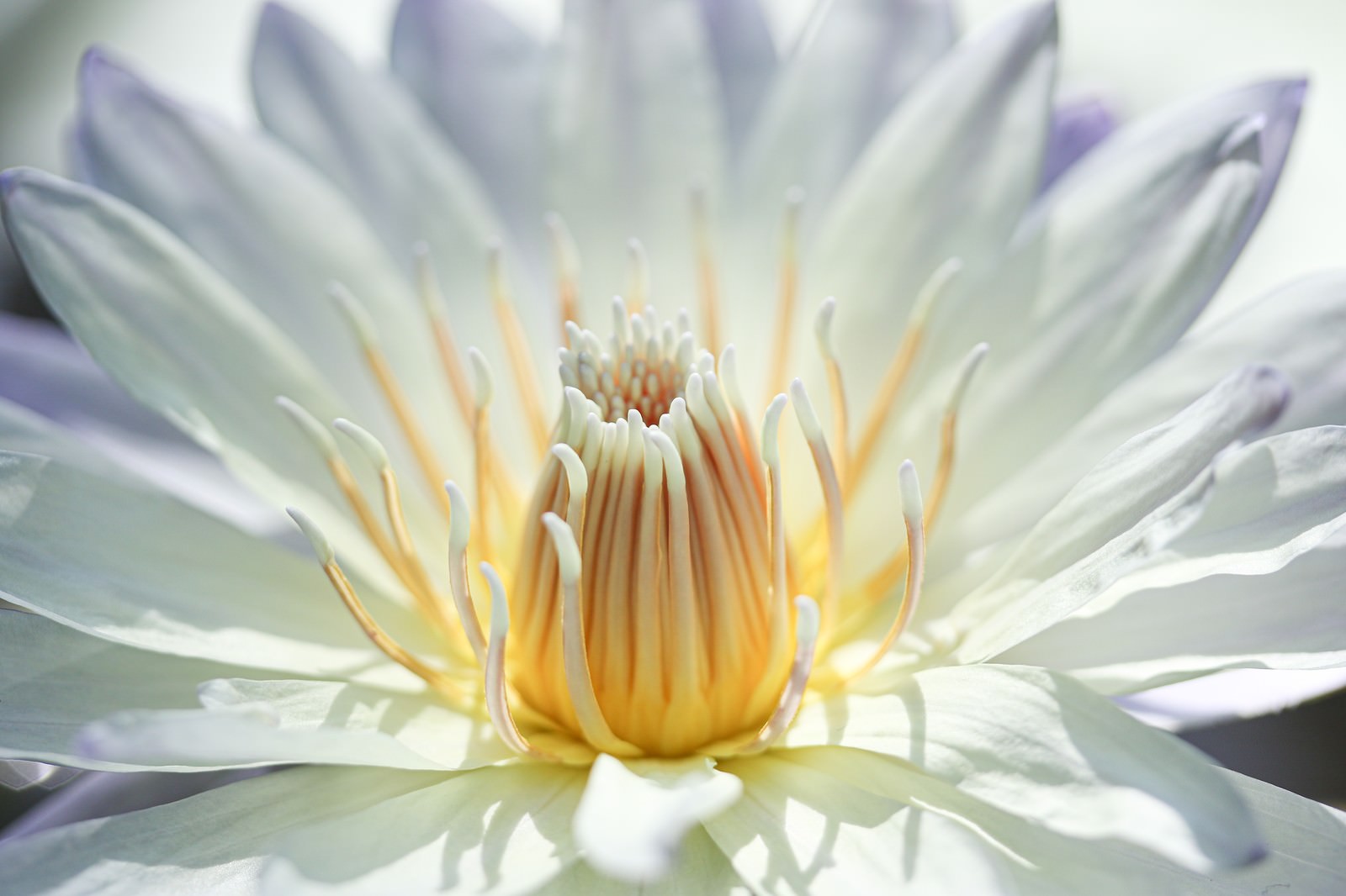 開花した白い花の中央部分、黄色い雄しべと雌しべが見える