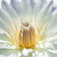 開花した幾重の花びらに見える黄色い雄しべと雌しべの写真
