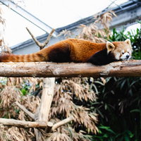 寝たら落ちそうなレッサーパンダの昼寝姿勢の写真