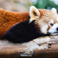 横になって考えてみたレッサーパンダの写真