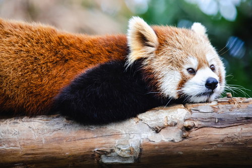 横になって考えてみたレッサーパンダ