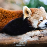 木の枝の上でふて寝するレッサーパンダの横顔の写真