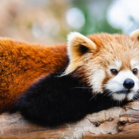 ごろ寝中のレッサーパンダさん。木の上でリラックスの写真
