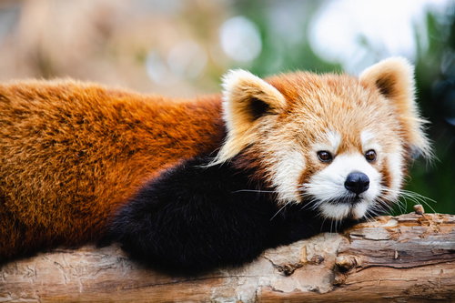 ごろ寝中のレッサーパンダさん。木の上でリラックス