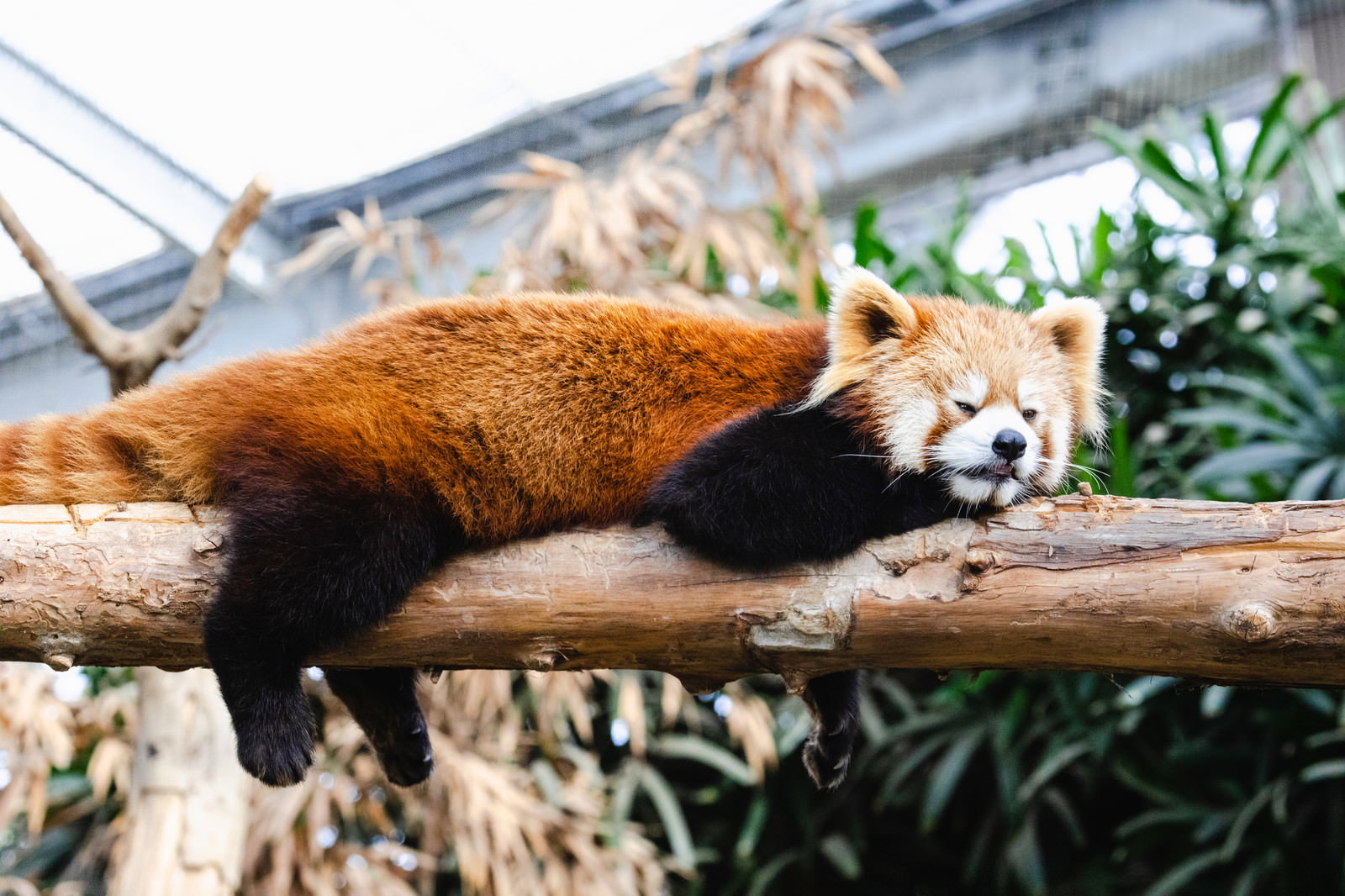 木の枝で完全に脱力して寝転んでいるレッサーパンダ
