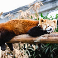 たれっさーぱんだ、木の枝で完全に脱力して昼寝の写真