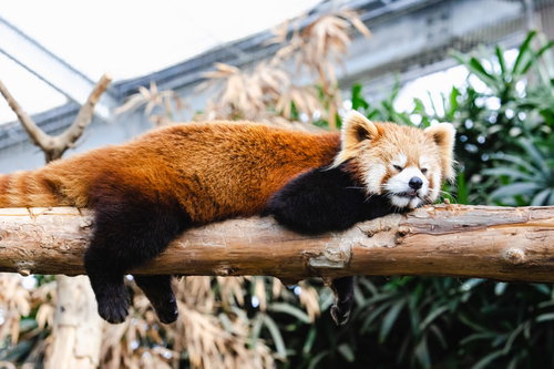 たれっさーぱんだ、木の枝で完全に脱力して昼寝