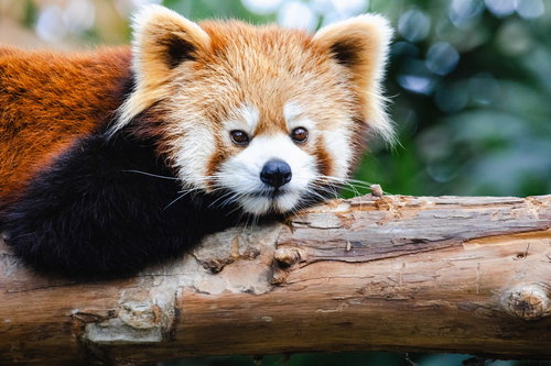 ご不満顔で木の上に寝転ぶレッサーパンダの昼寝