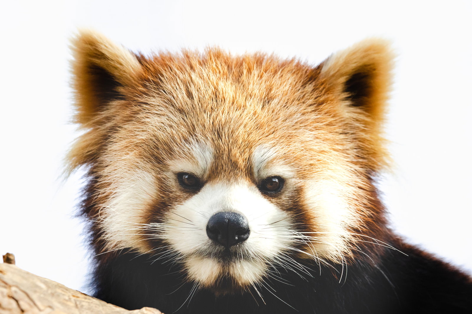 茶色と黒の毛色のレッサーパンダがこちらを見つめている様子