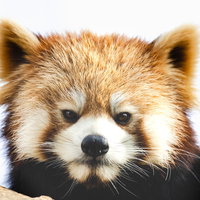 自粛ムードでストレスを感じるレッサーパンダの表情の写真