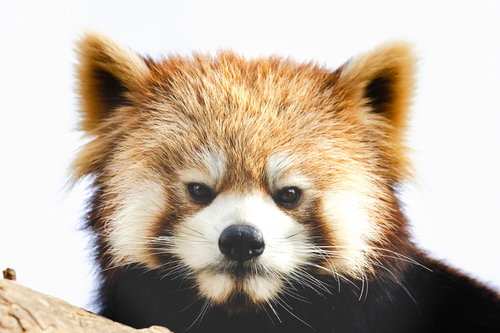 自粛ムードでストレスを感じるレッサーパンダの表情